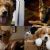 'A Dog's Purpose': Heart warming film (Review)